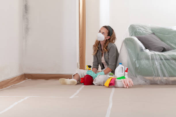 Reliable Black Mold Remediation contractor in Chapel Hill, TN by 24 Hour Mold Removal