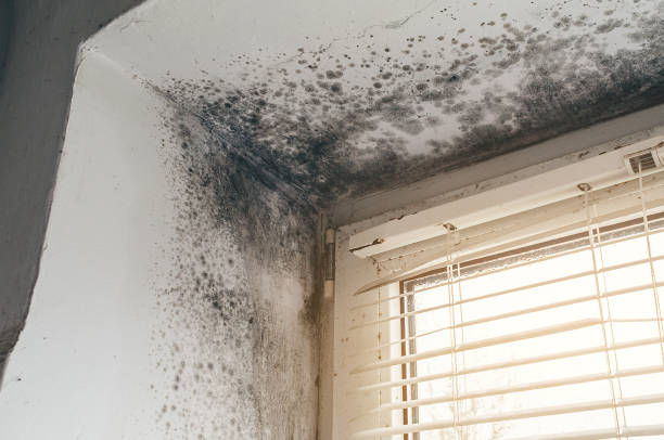 Affordable Black Mold Remediation solutions in Chapel Hill, TN
