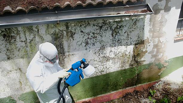 Top rated local Black Mold Remediation specialists in Chapel Hill, TN